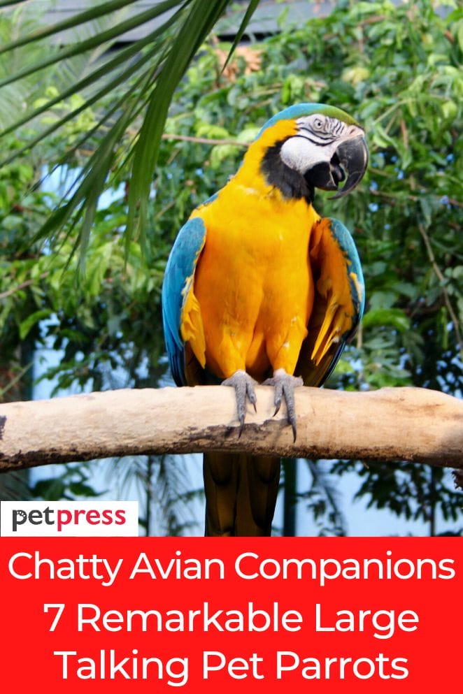 large-talking-pet-parrots