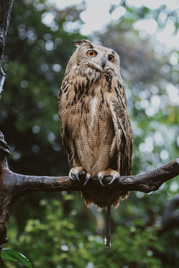 owl-as-pet