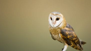 owl-as-pet