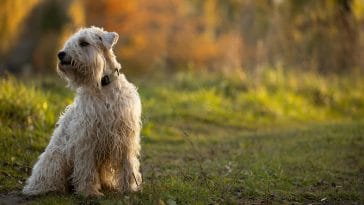 Skye Terrier Day