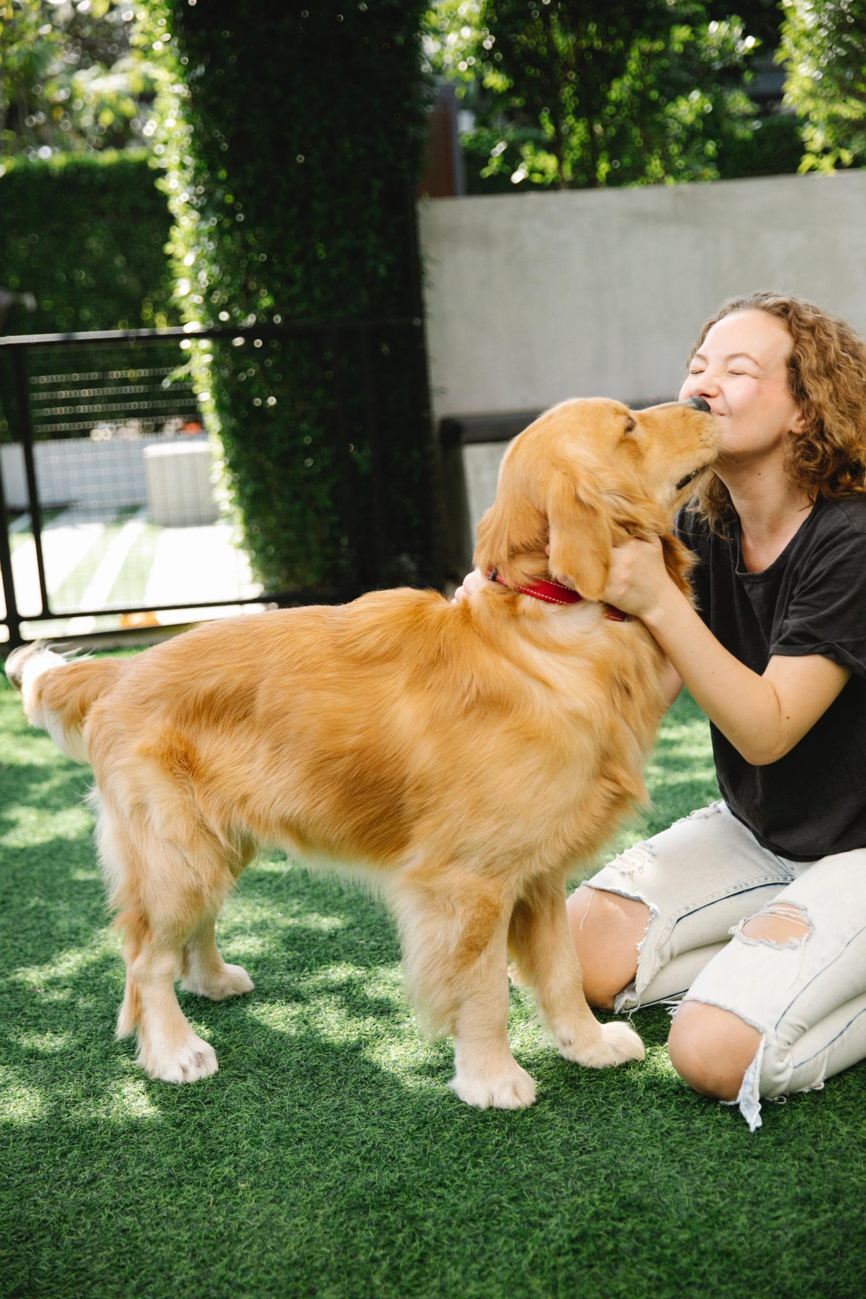 National Golden Retriever Day