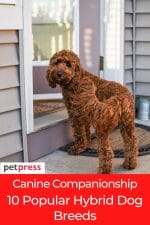 Canine Companionship: 10 Popular Hybrid Dog Breeds