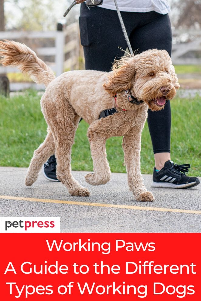 types of working dogs