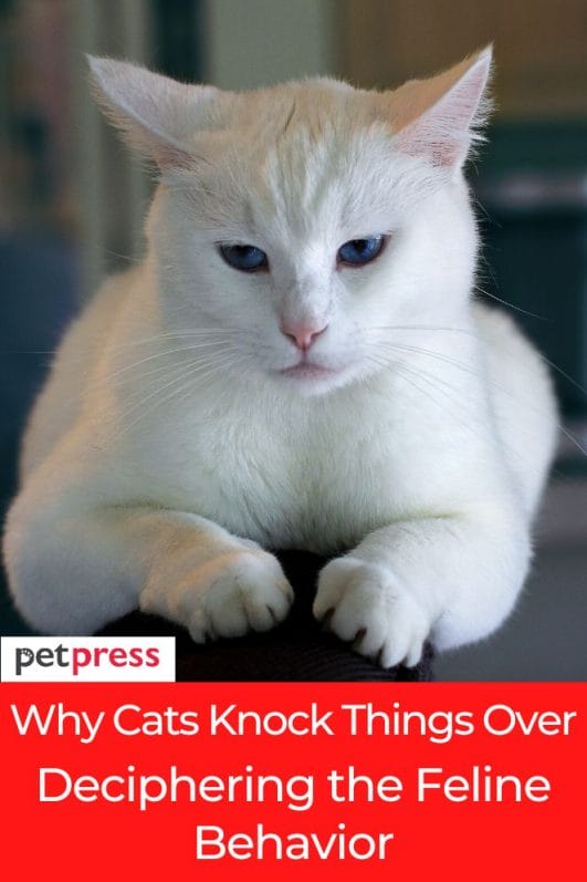 Why Cats Knock Things Over? Deciphering the Feline Behavior