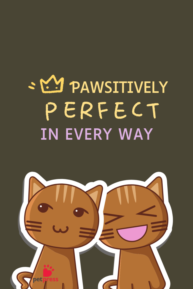 1 Cat Puns Quotes for T-Shirts paw-sitively