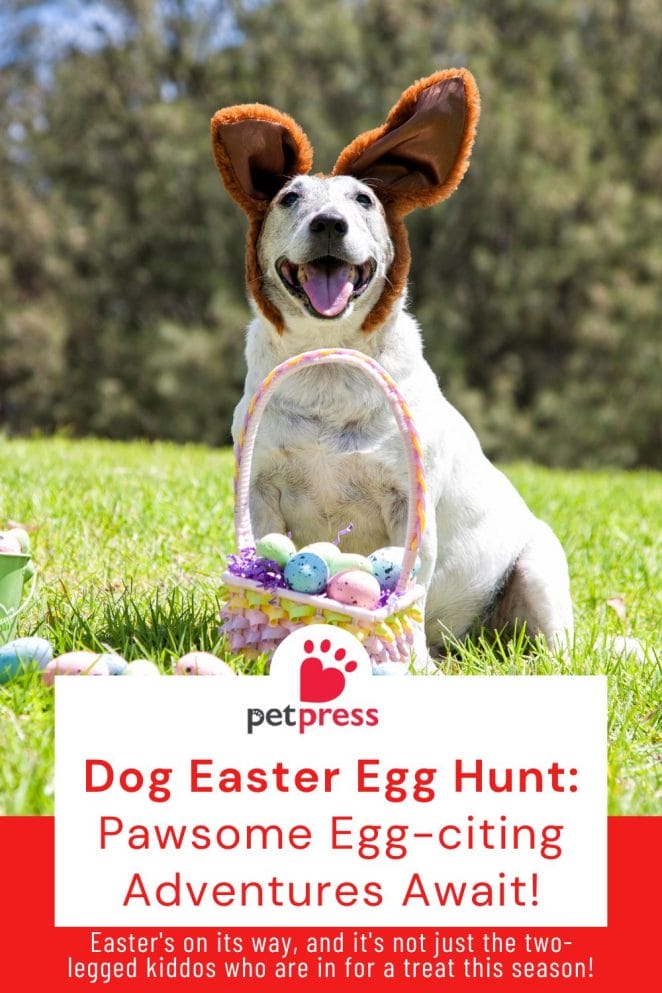 1 Dog Easter Egg Hunt
