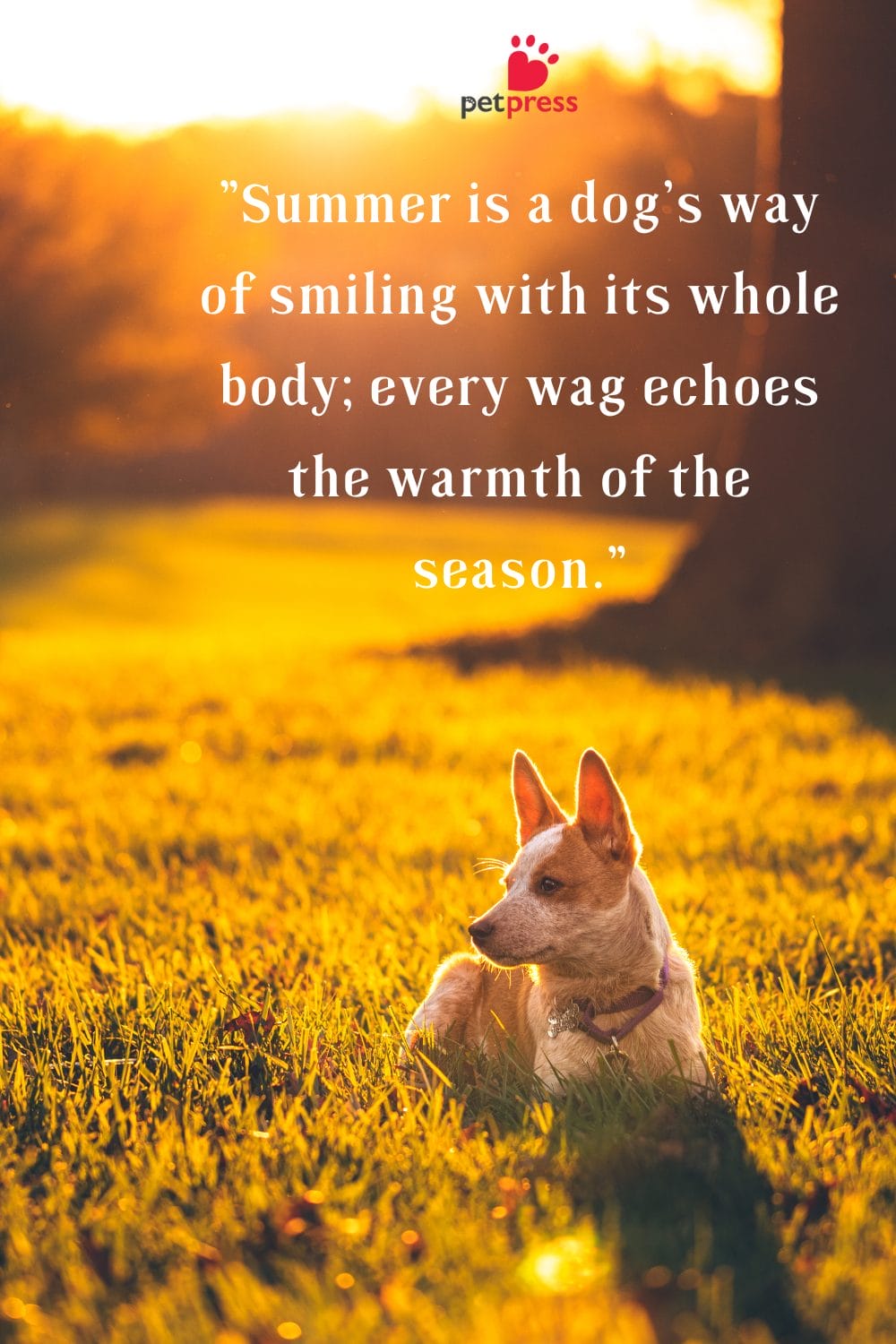 Summer Dog Quotes to Warm Your Heart