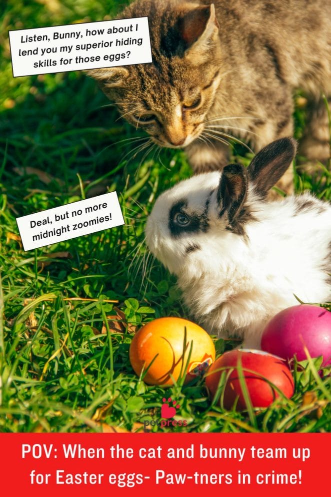 1 Funny Cat Easter Memes