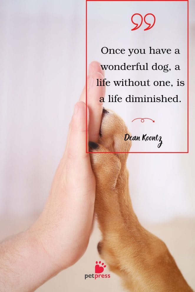Funny Dog Quotes by Celebrities