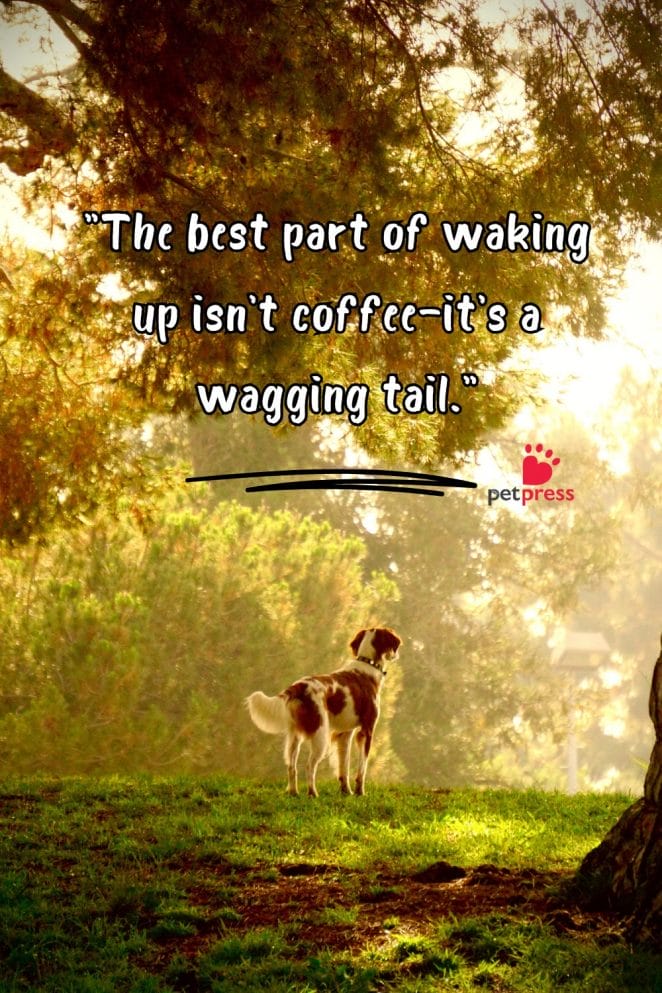 1 Good Morning Dog Quotes