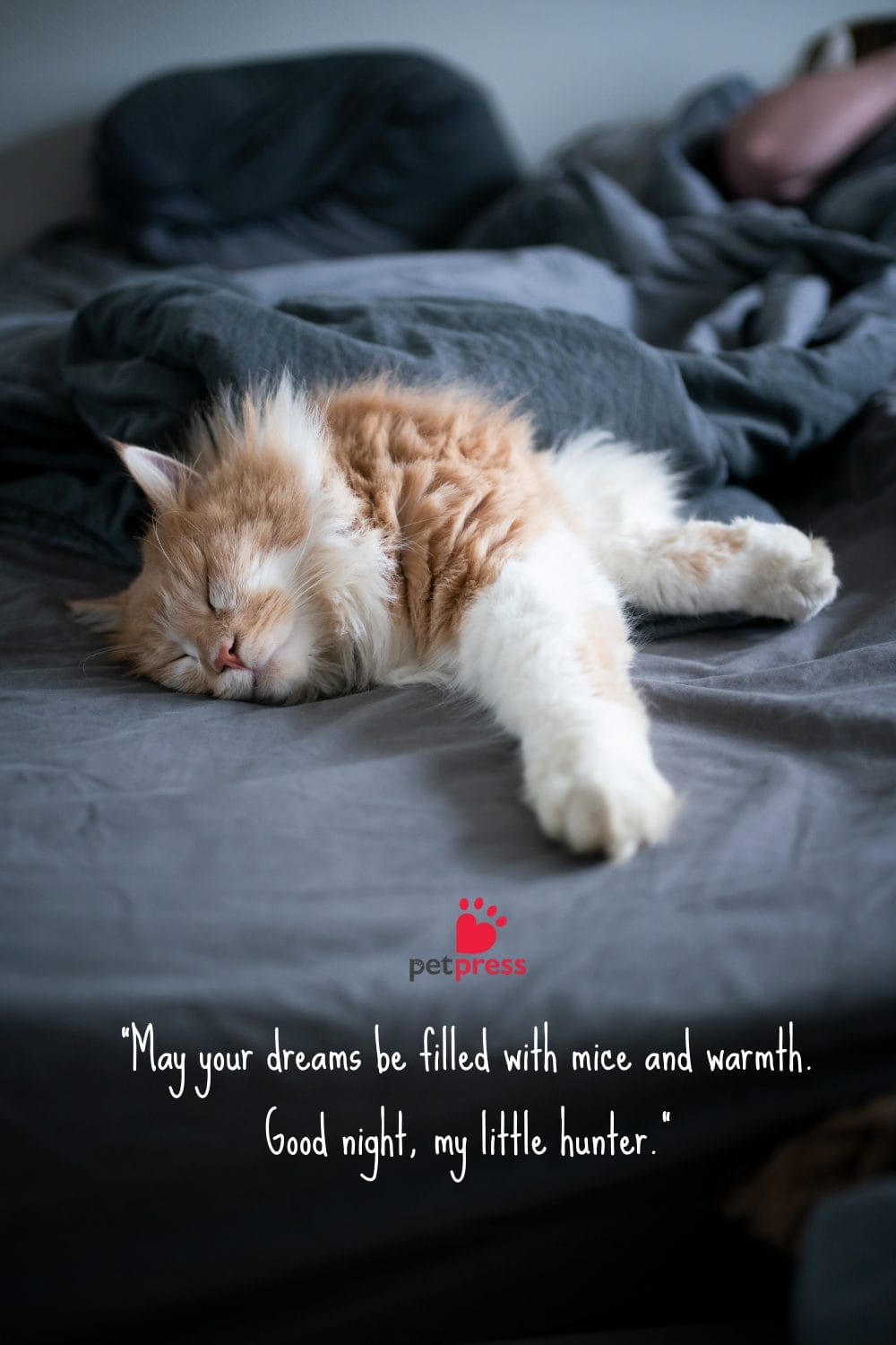 60 Good Night Cat Quotes: Snooze with a Smile! - PetPress