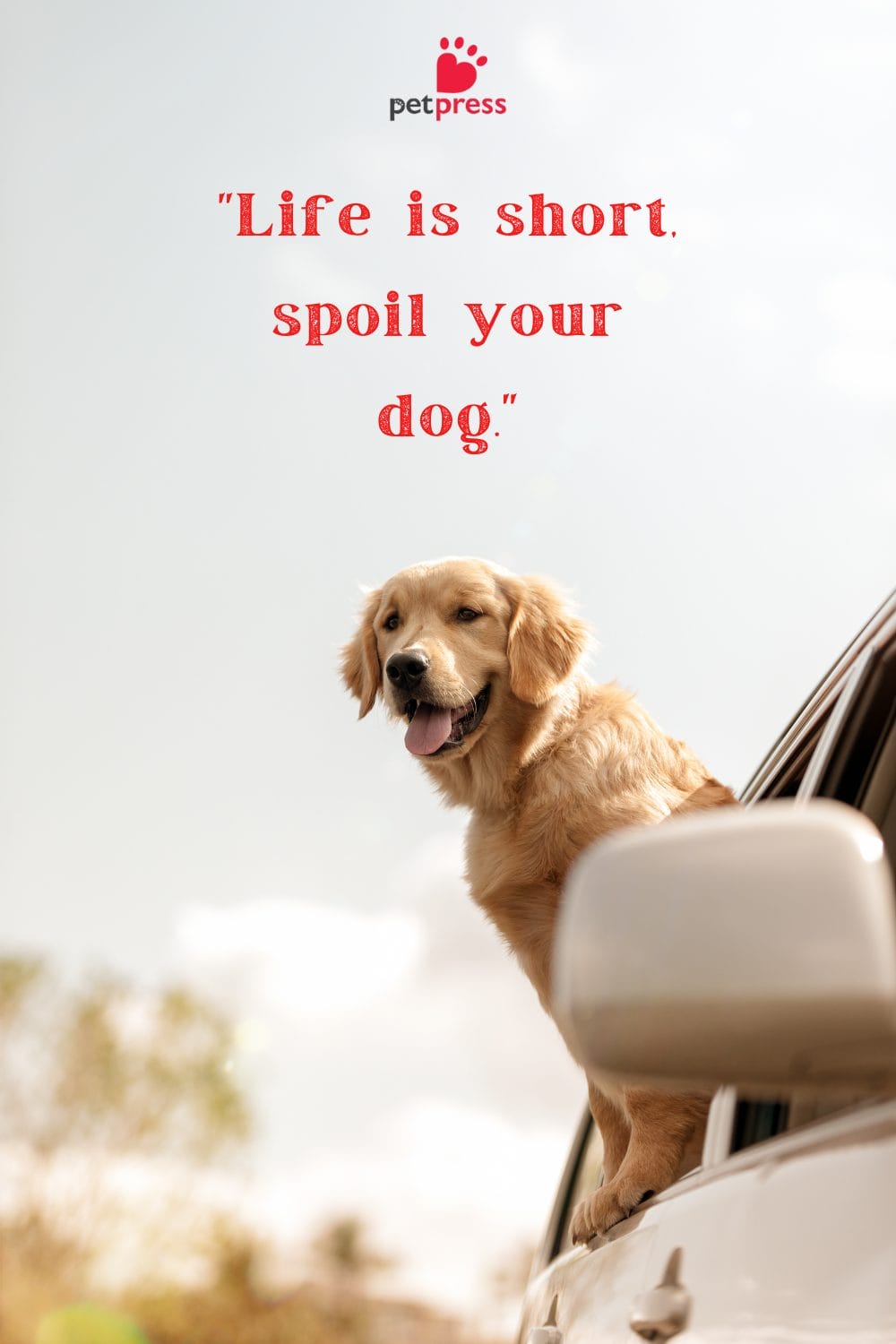 100+ Dog Quotes for Phone Wallpaper to Brighten Your Screen - PetPress