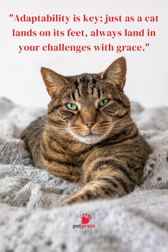 Good Morning Cat Quotes