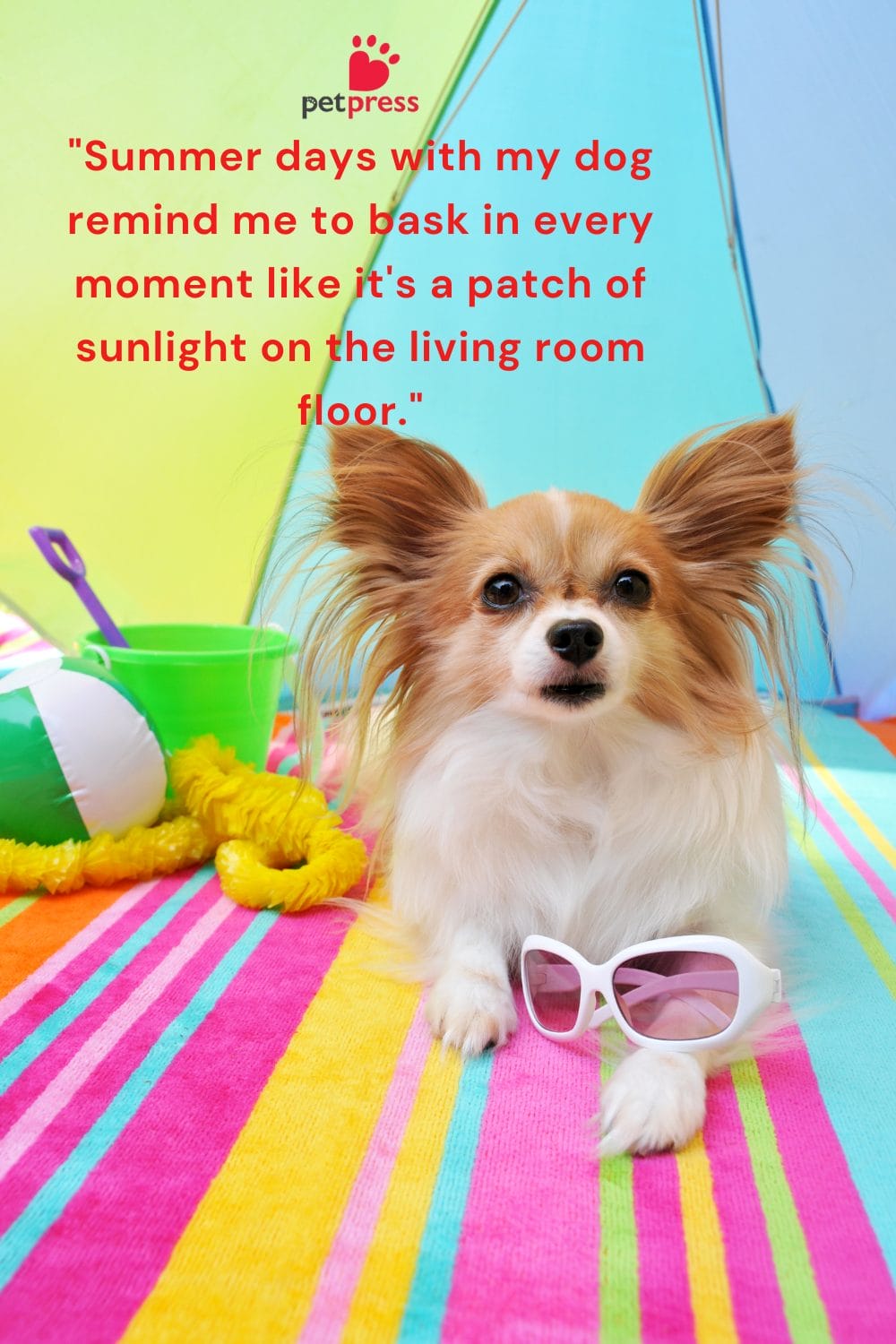 First Look! Summer Dog Quotes to Warm Your Heart - PetPress