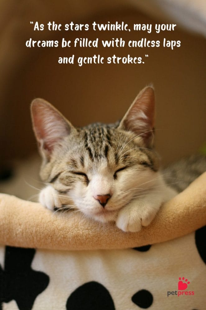 Good Night Cat Quotes