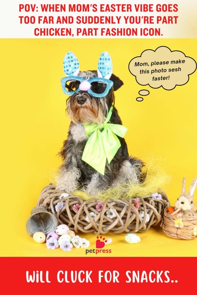 funny dog easter memes vibes hilarious mom