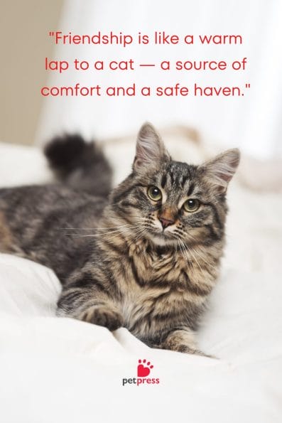 75 Best Good Morning Cat Quotes to Kickstart Your Morning! - PetPress