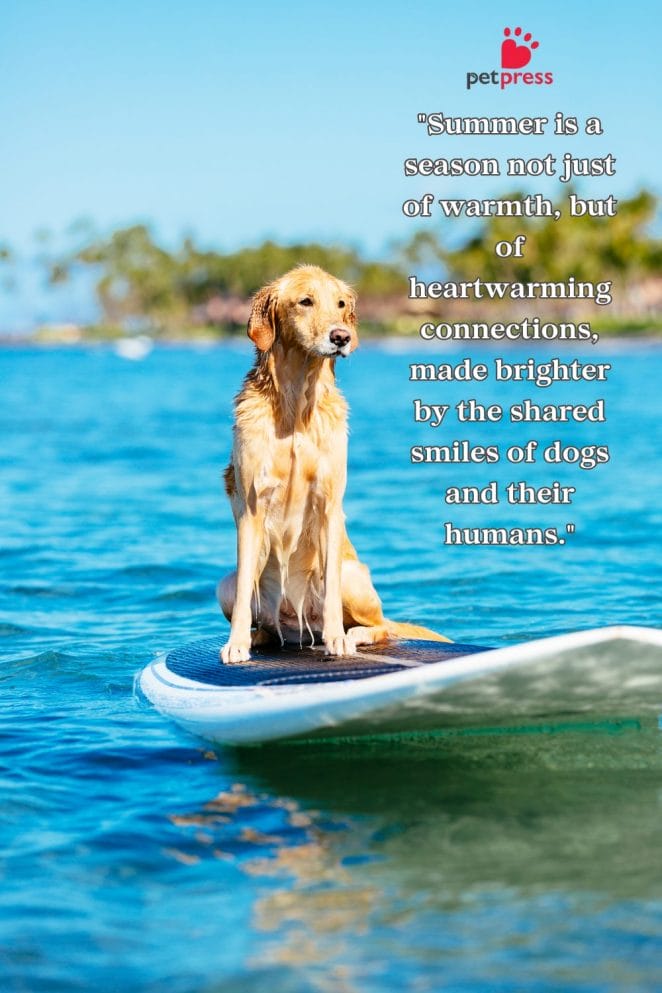 Summer Dog Quotes to Warm Your Heart