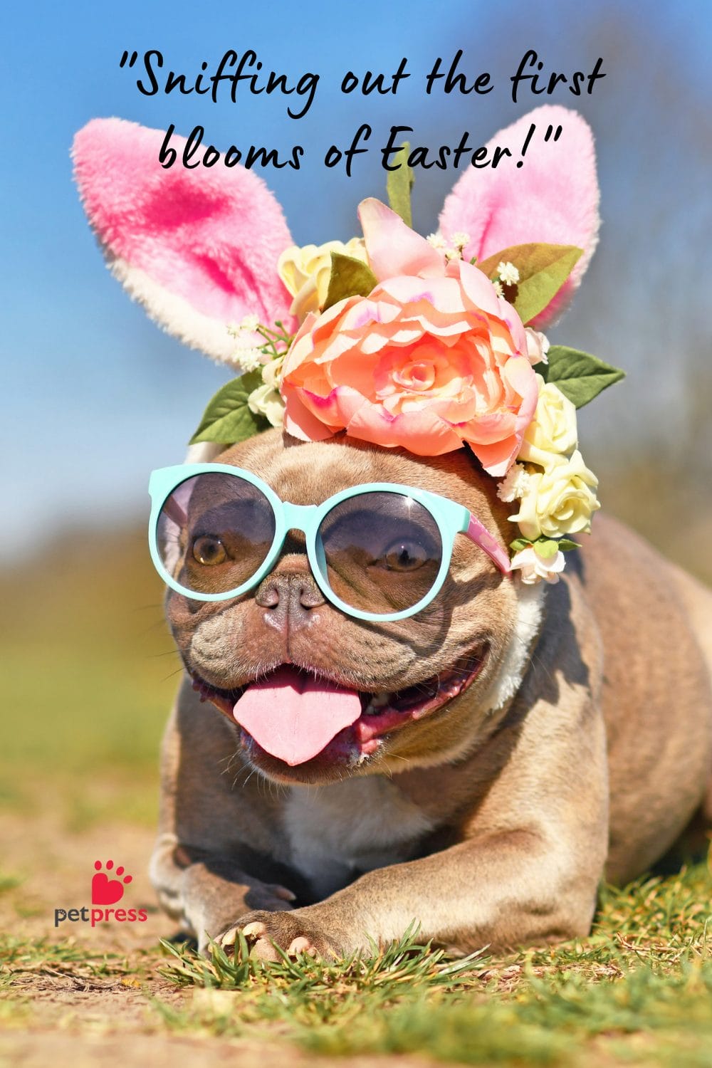 Easter Dog Captions