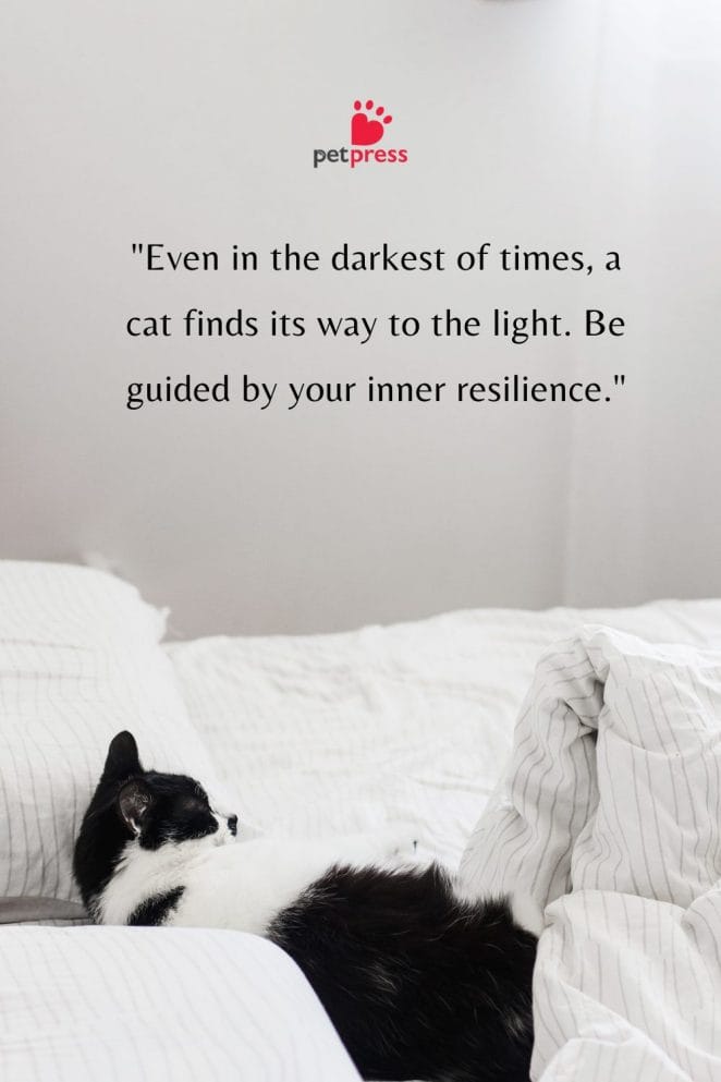 Good Morning Cat Quotes