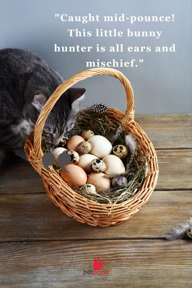 Easter Cat Captions