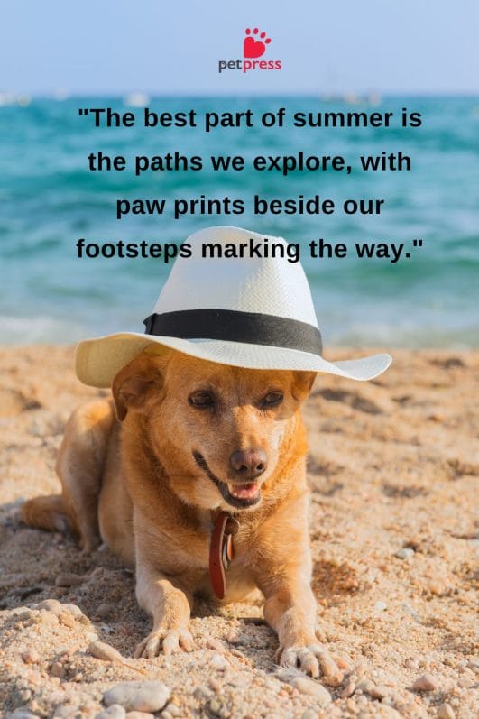 First Look! Summer Dog Quotes To Warm Your Heart - PetPress