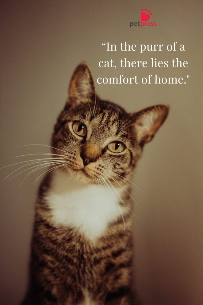 cat quotes for phone wallpaper