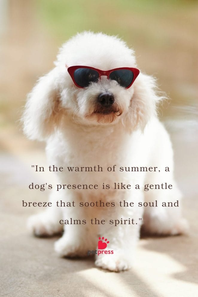 Summer Dog Quotes to Warm Your Heart