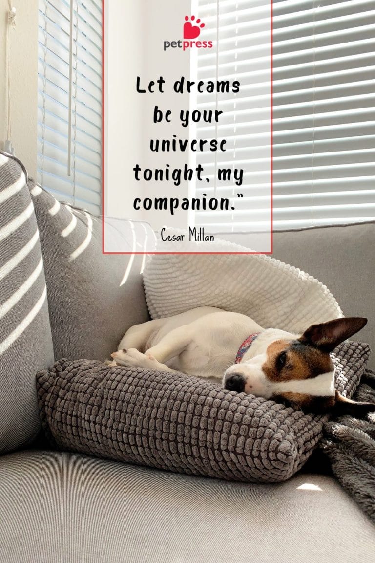 Good Night Dog Quotes 65 Ways to Say Sweet Dreams! PetPress