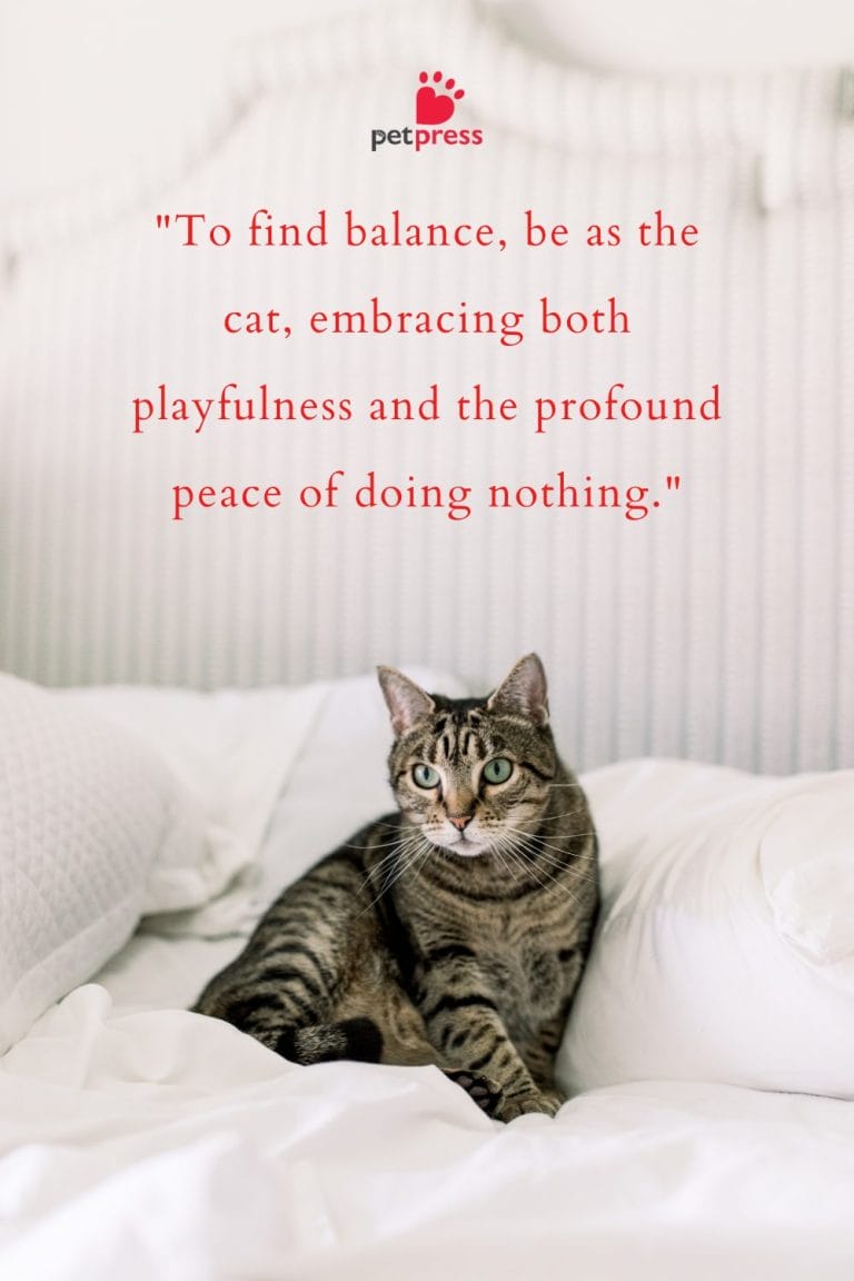 75 Best Good Morning Cat Quotes to Kickstart Your Morning! - PetPress