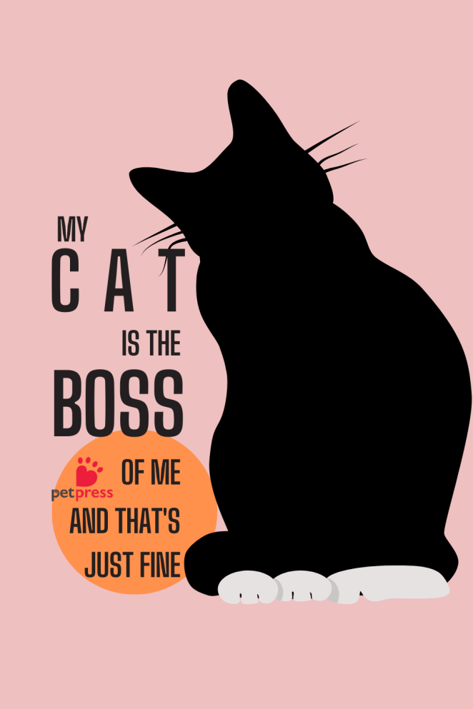 Cat Puns Quotes for T-Shirts boss