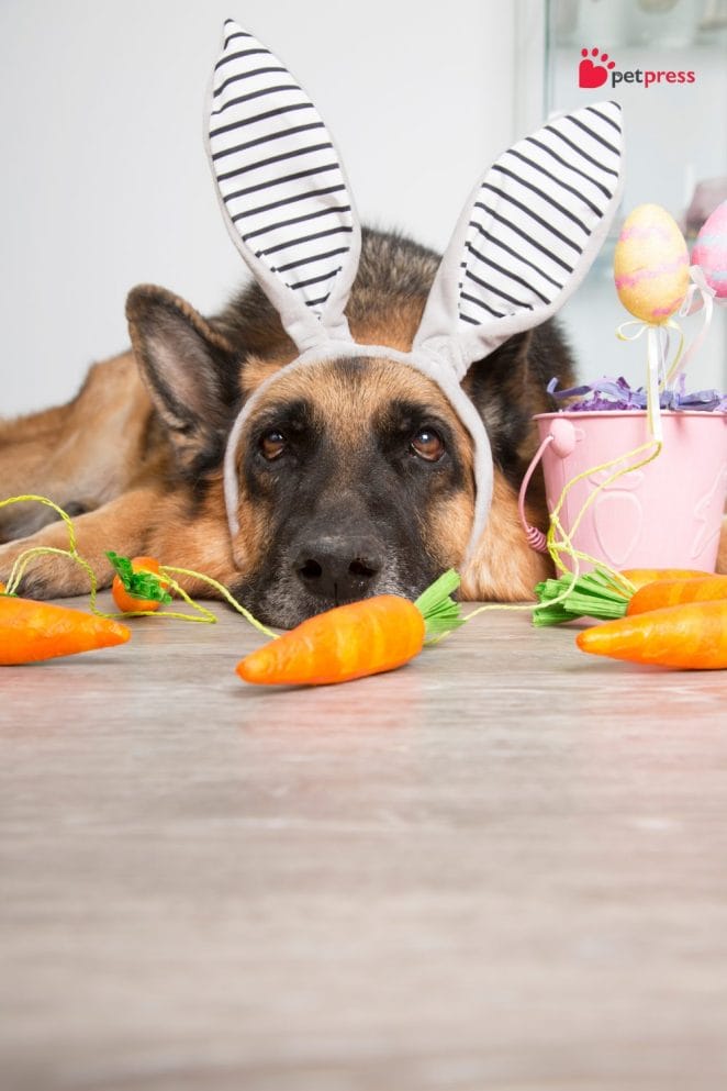 4 Celebrate Easter With Your Dog