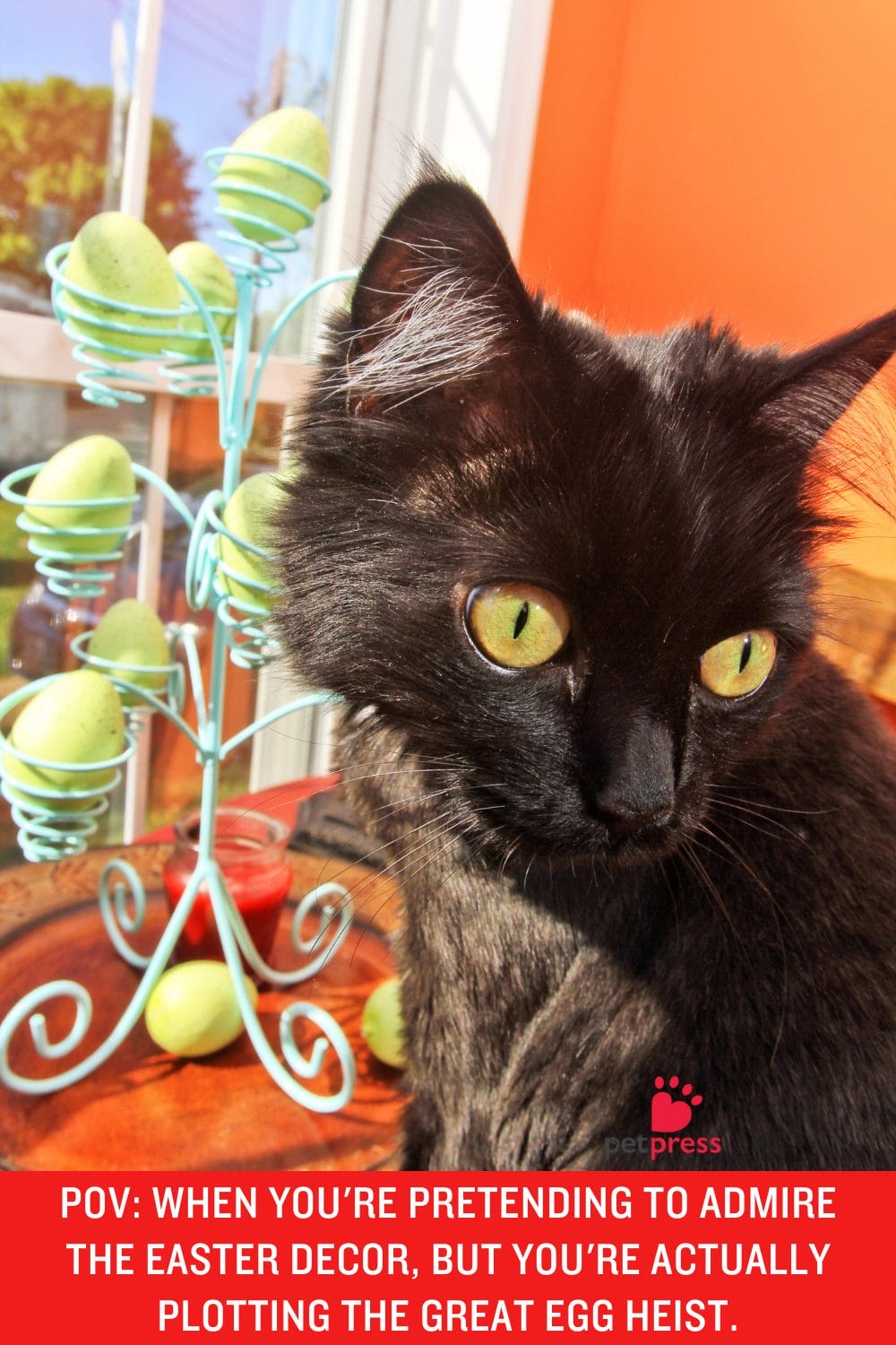 Funny Cat Easter Memes Purrfect for Holiday Giggles! PetPress