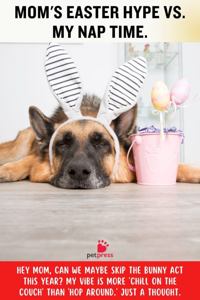 funny dog easter memes vibes hilarious mom