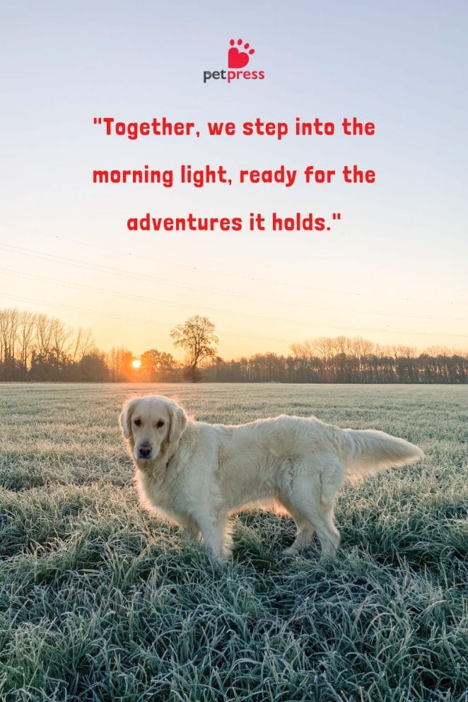 Morning Dog Quotes