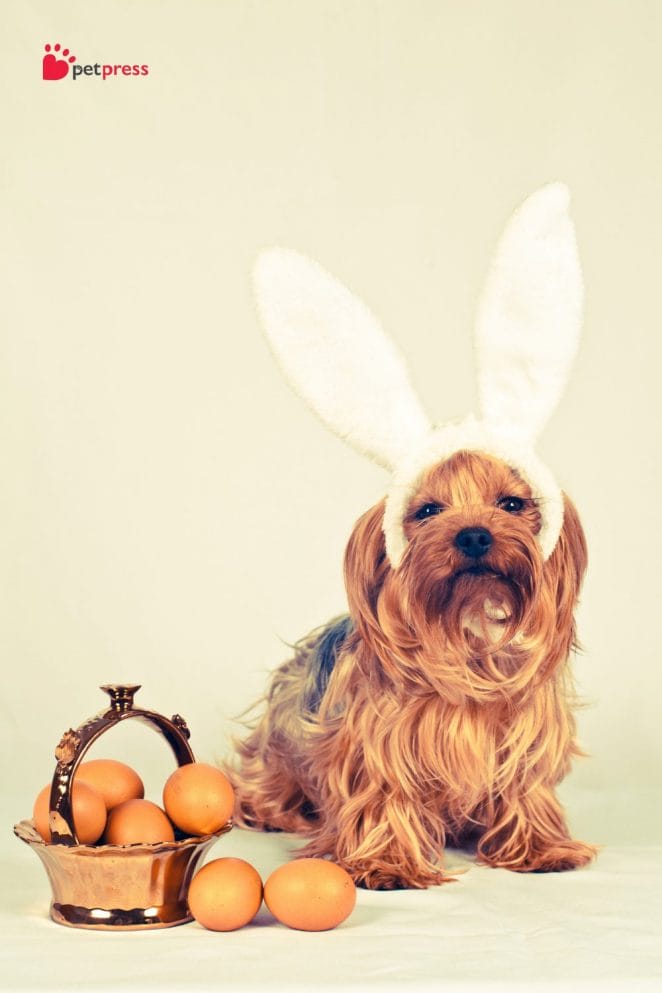 4 Celebrate Easter With Your Dog photoshoot