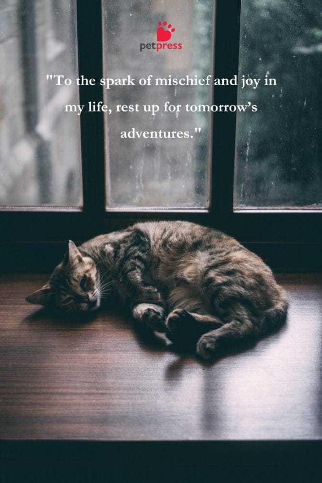 Good Night Cat Quotes
