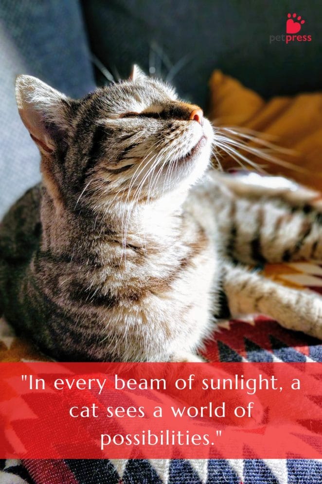 Best Summer Cat Quotes sunlight beam