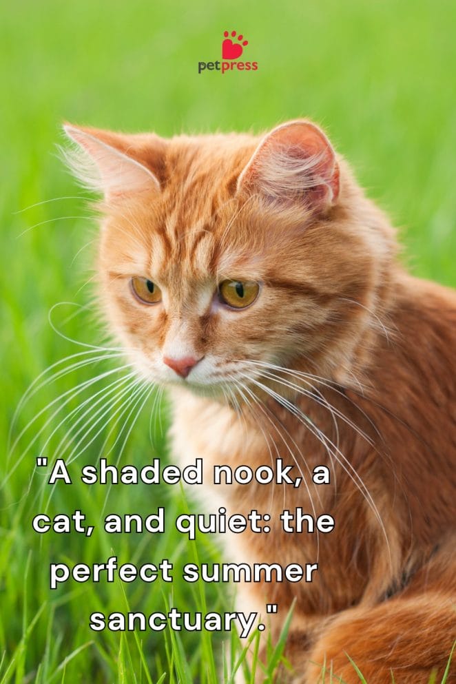 Best Summer Cat Quotes shade grass