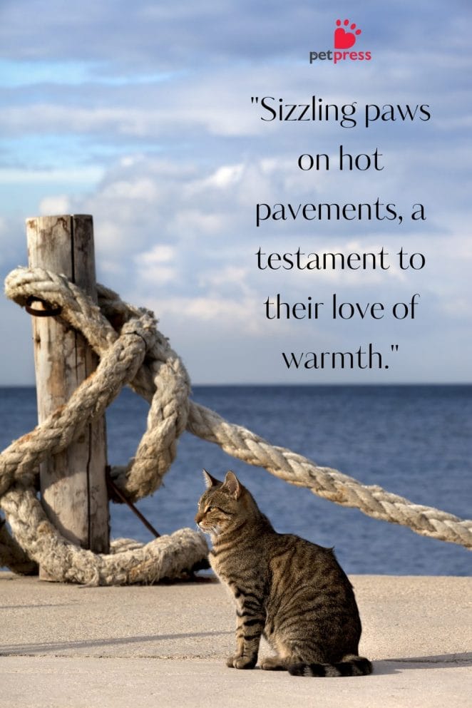 Summer Cat Quotes 