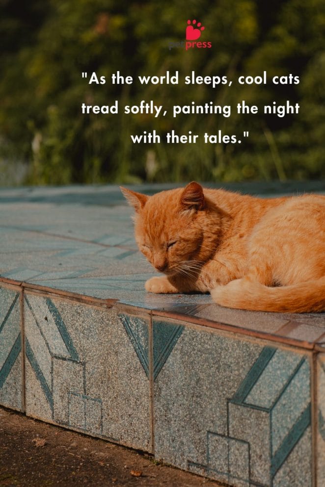 Best Summer Cat Quotes to Make You Feel Cozy