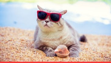 Best Summer Cat Quotes to Make You Feel Cozy4