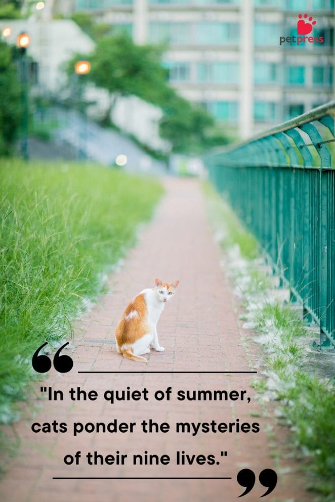Best Summer Cat Quotes to Make You Feel Cozy4