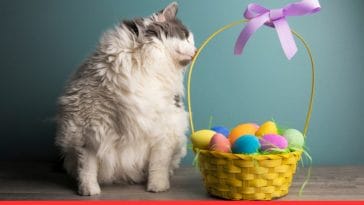 Cat Easter Basket