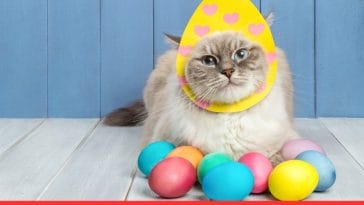 Celebrate Easter With Your Cat