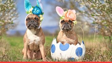 Celebrate Easter With Your Dog