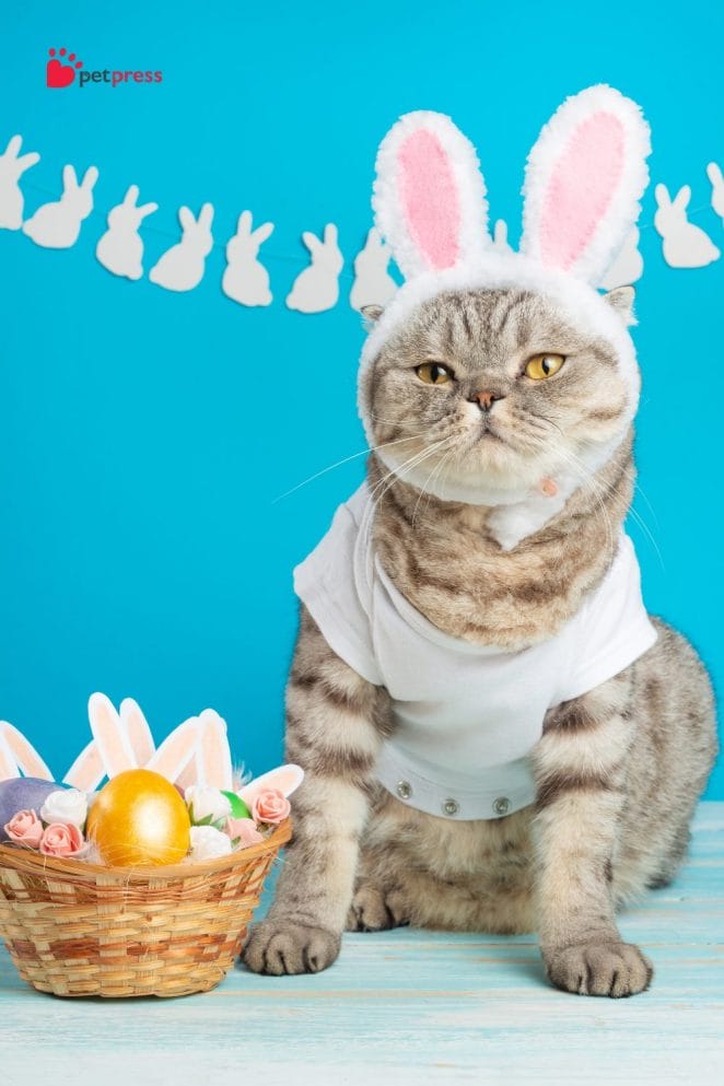Celebrate Easter With Your cat