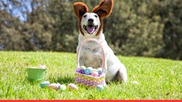 Dog Easter Egg Hunt