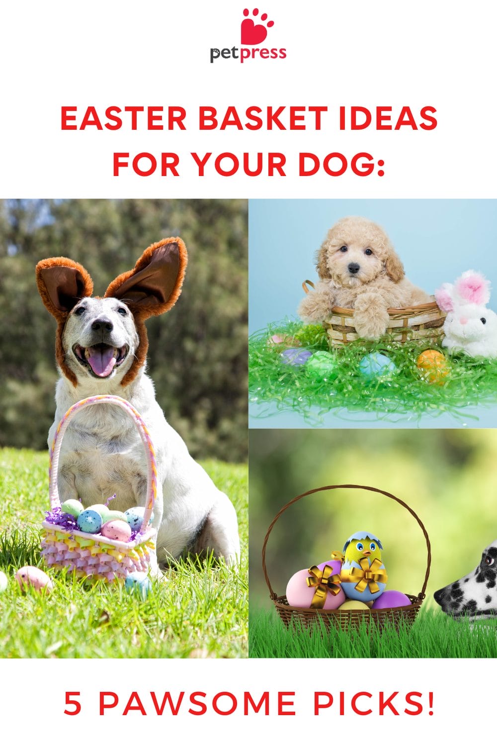 Easter Basket Ideas for Your Dog 5 picks