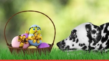 Easter Basket Ideas for Your Dog
